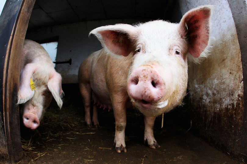 “Swine Flu – The Sequel” – the next ‘pandemic’?